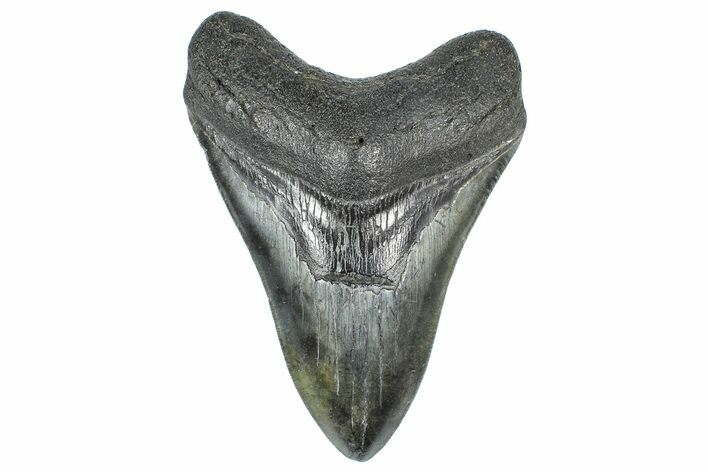 Serrated, Fossil Megalodon Tooth - South Carolina #362243